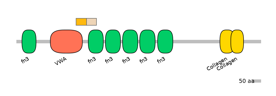 HsaINT1008128-EXC