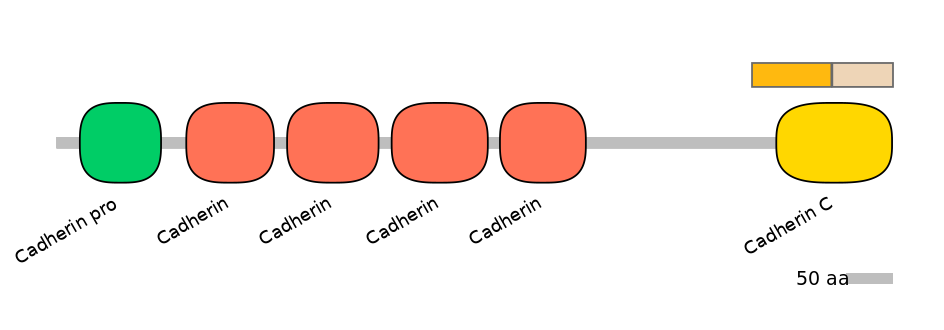 HsaINT1011889-EXC