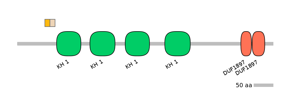 HsaINT1013996-EXC