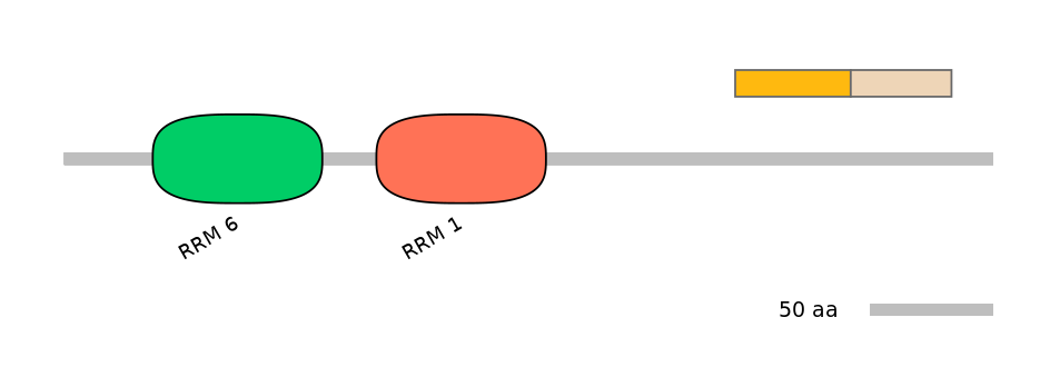 HsaINT1015773-EXC