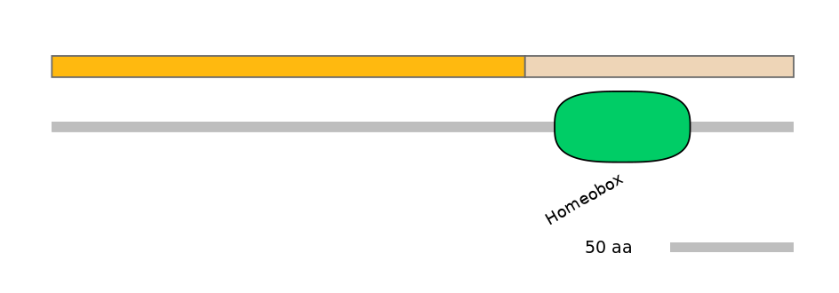 HsaINT1015850-EXC