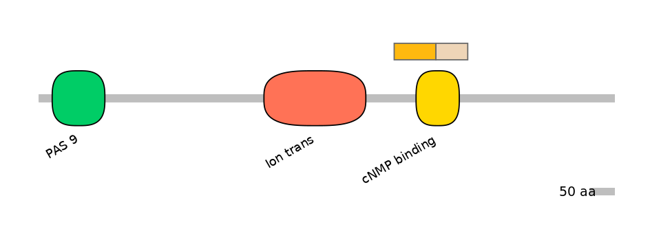 HsaINT1017146-EXC