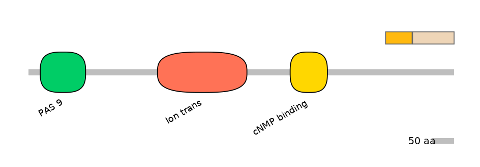 HsaINT1017148-EXC