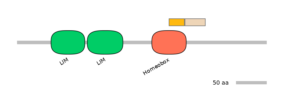 HsaINT1021938-EXC