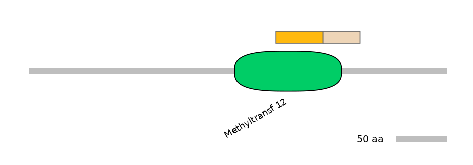 HsaINT1022857-EXC
