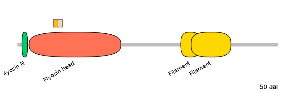 HsaINT1024100-EXC