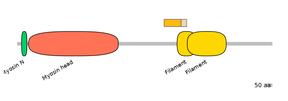HsaINT1024114-EXC