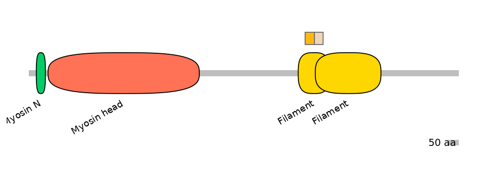 HsaINT1024115-EXC