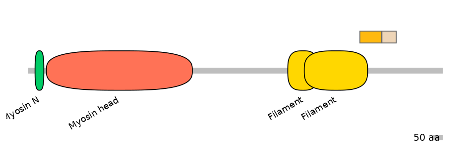 HsaINT1024121-EXC