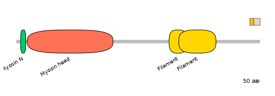 HsaINT1024125-EXC
