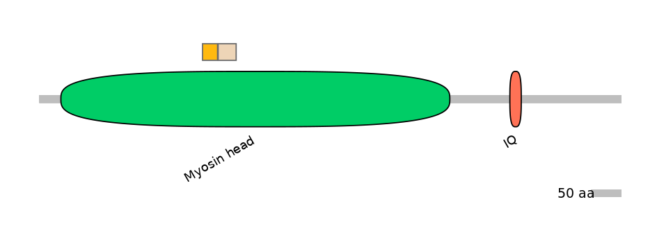 HsaINT1024252-EXC