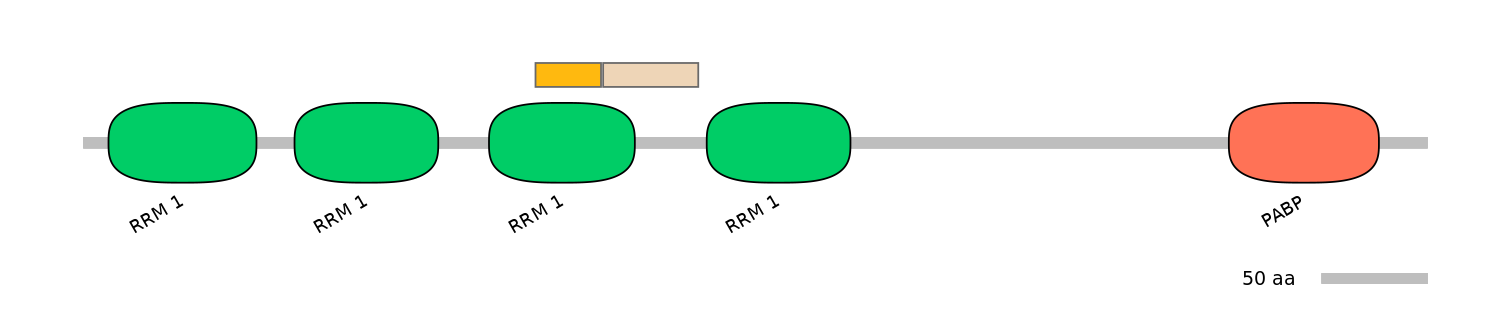 HsaINT1026014-EXC