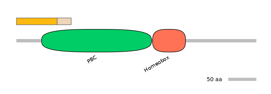 HsaINT1026245-EXC