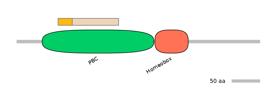 HsaINT1026246-EXC