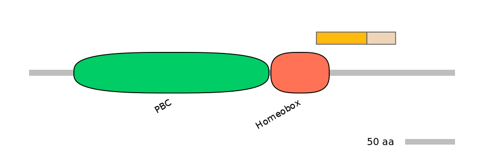 HsaINT1026250-EXC