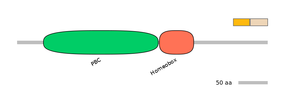 HsaINT1026252-EXC
