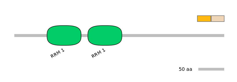HsaINT1028992-EXC