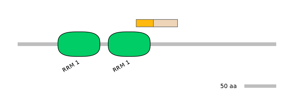 HsaINT1028998-EXC