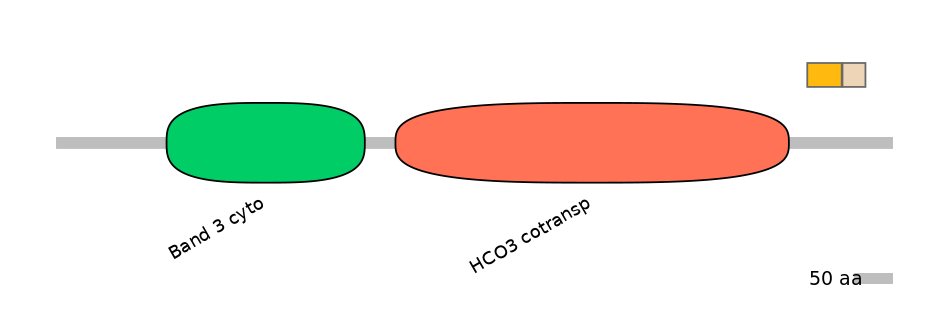HsaINT1042114-EXC