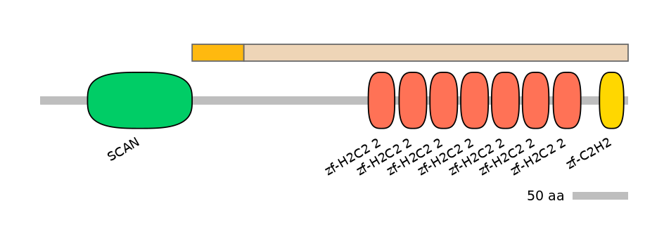 HsaINT1047448-EXC