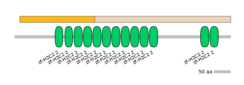 HsaINT1047619-EXC