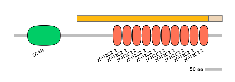 HsaINT1047783-EXC
