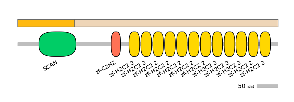 HsaINT1047786-EXC