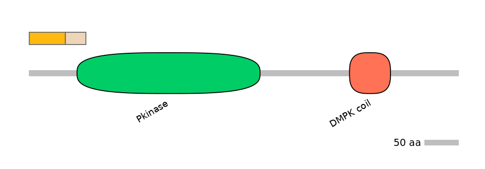 HsaINT1047967-EXC