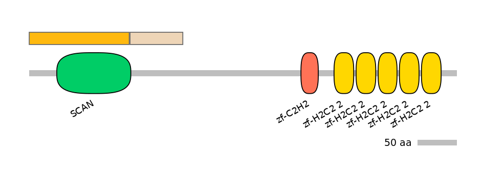 RnoALTD0034816-2_3-EXC