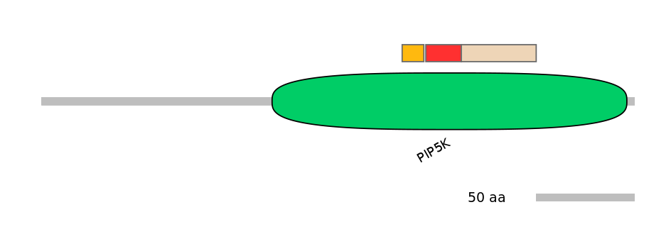 RnoEX0002971-INC