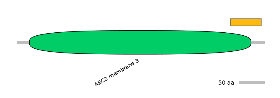 RnoEX0004796-EXC