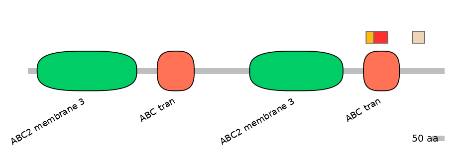 RnoEX0004983-INC