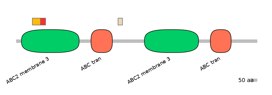 RnoEX0004987-INC