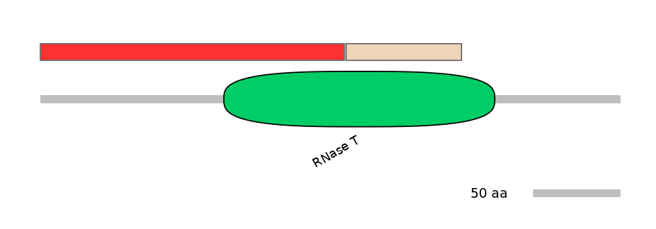 RnoEX0007580-INC