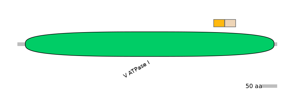 RnoEX0013259-EXC