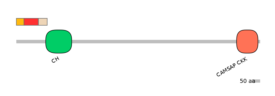 RnoEX0016549-INC