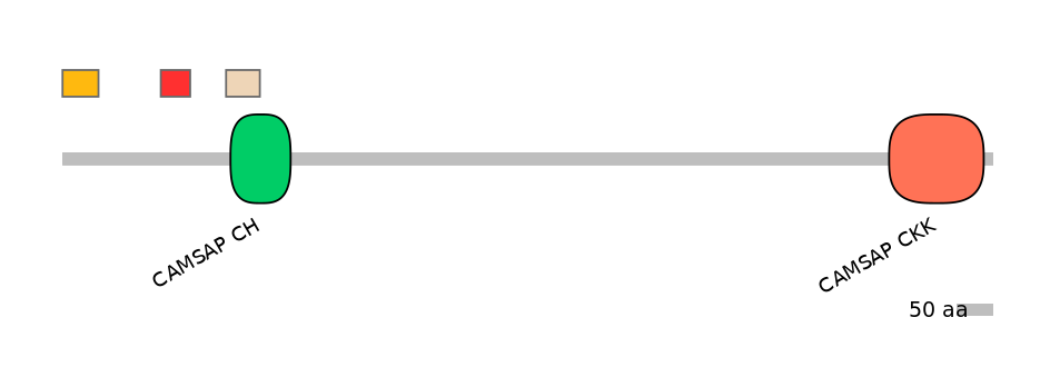 RnoEX0016558-INC
