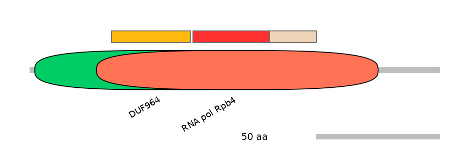 RnoEX0024426-INC