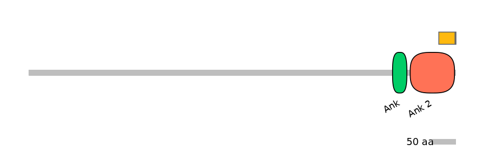 RnoEX0031252-INC