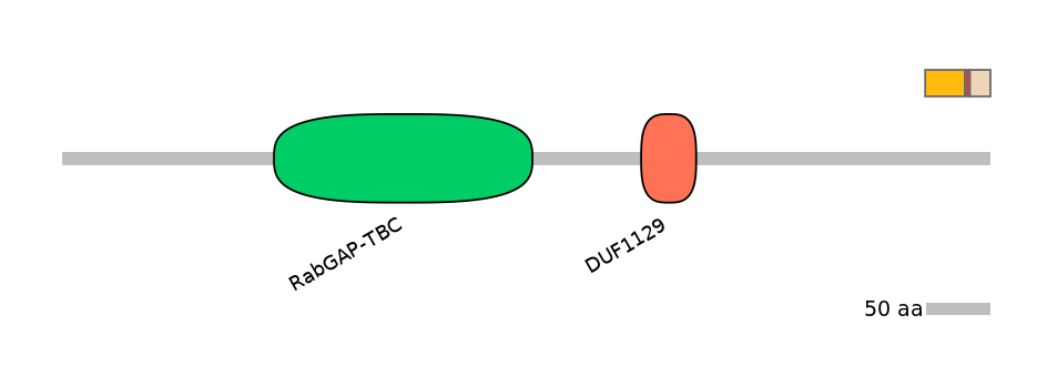 RnoEX0033412-INC