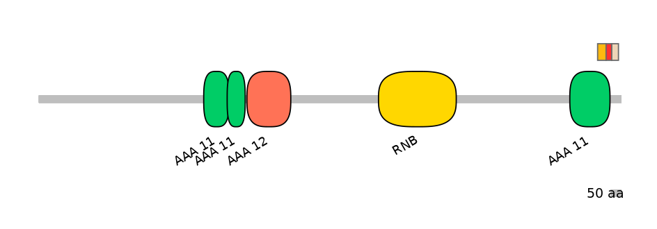 RnoEX0041519-INC