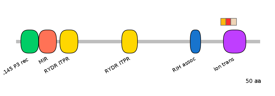 RnoEX0045405-INC