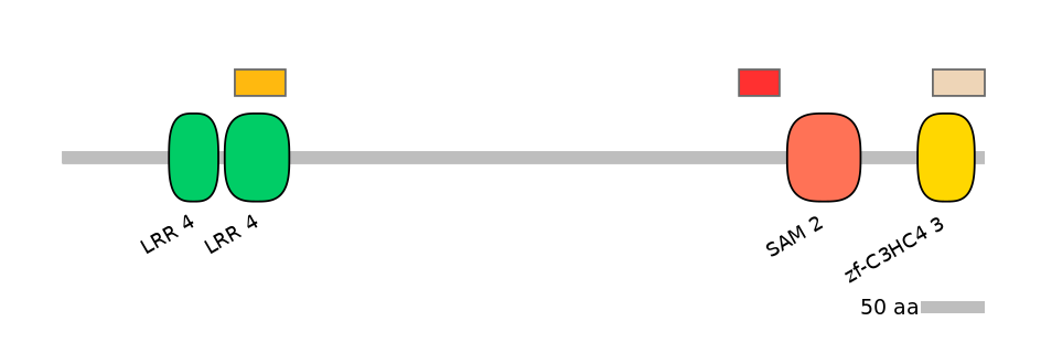 RnoEX0051218-INC