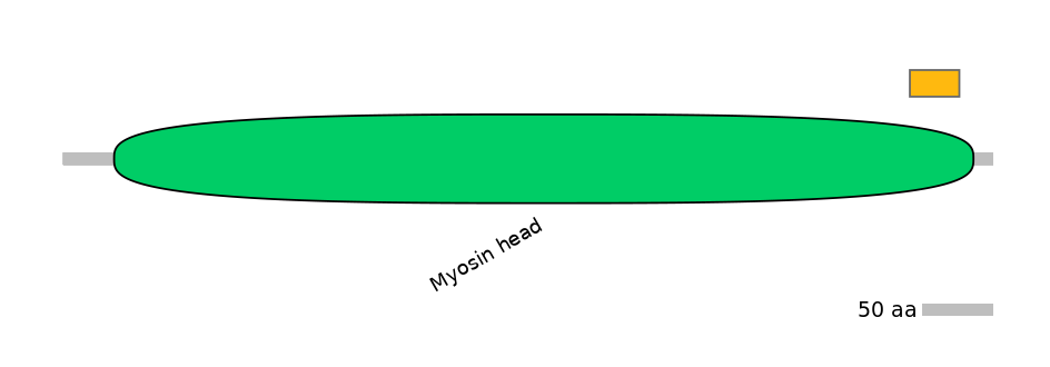RnoEX0057236-EXC