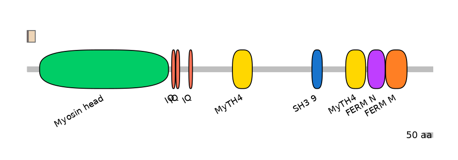 RnoEX0057476-INC