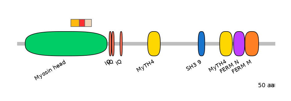 RnoEX0057479-INC