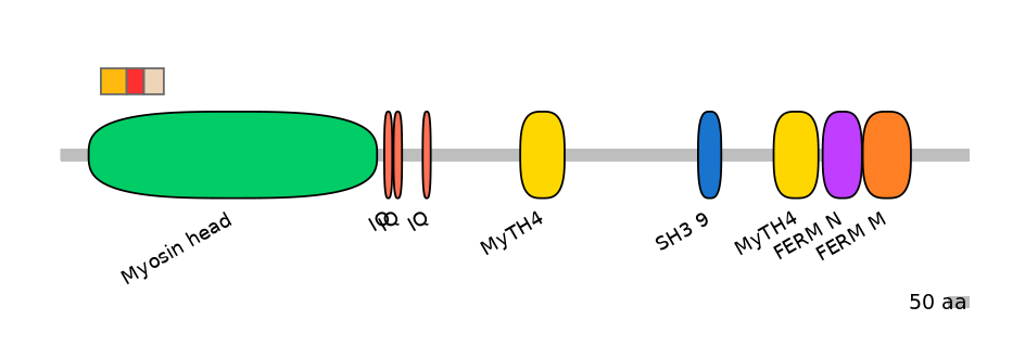 RnoEX0057488-INC