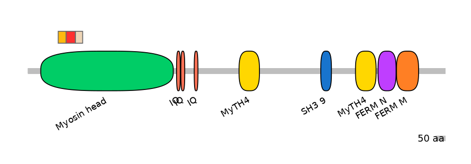 RnoEX0057490-INC