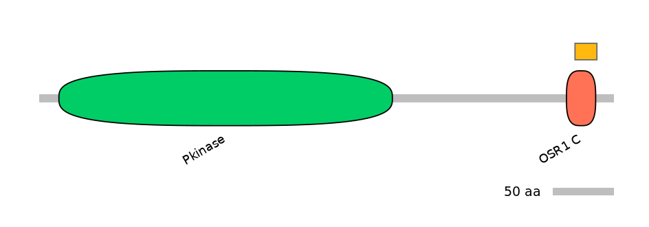 RnoEX0062799-EXC