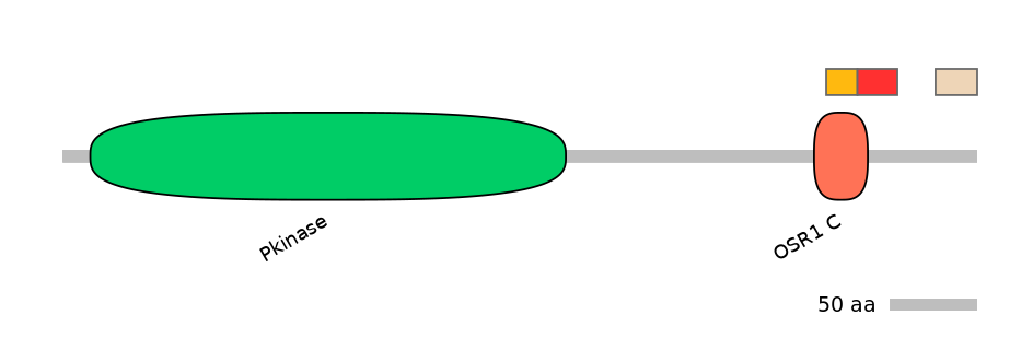 RnoEX0062799-INC